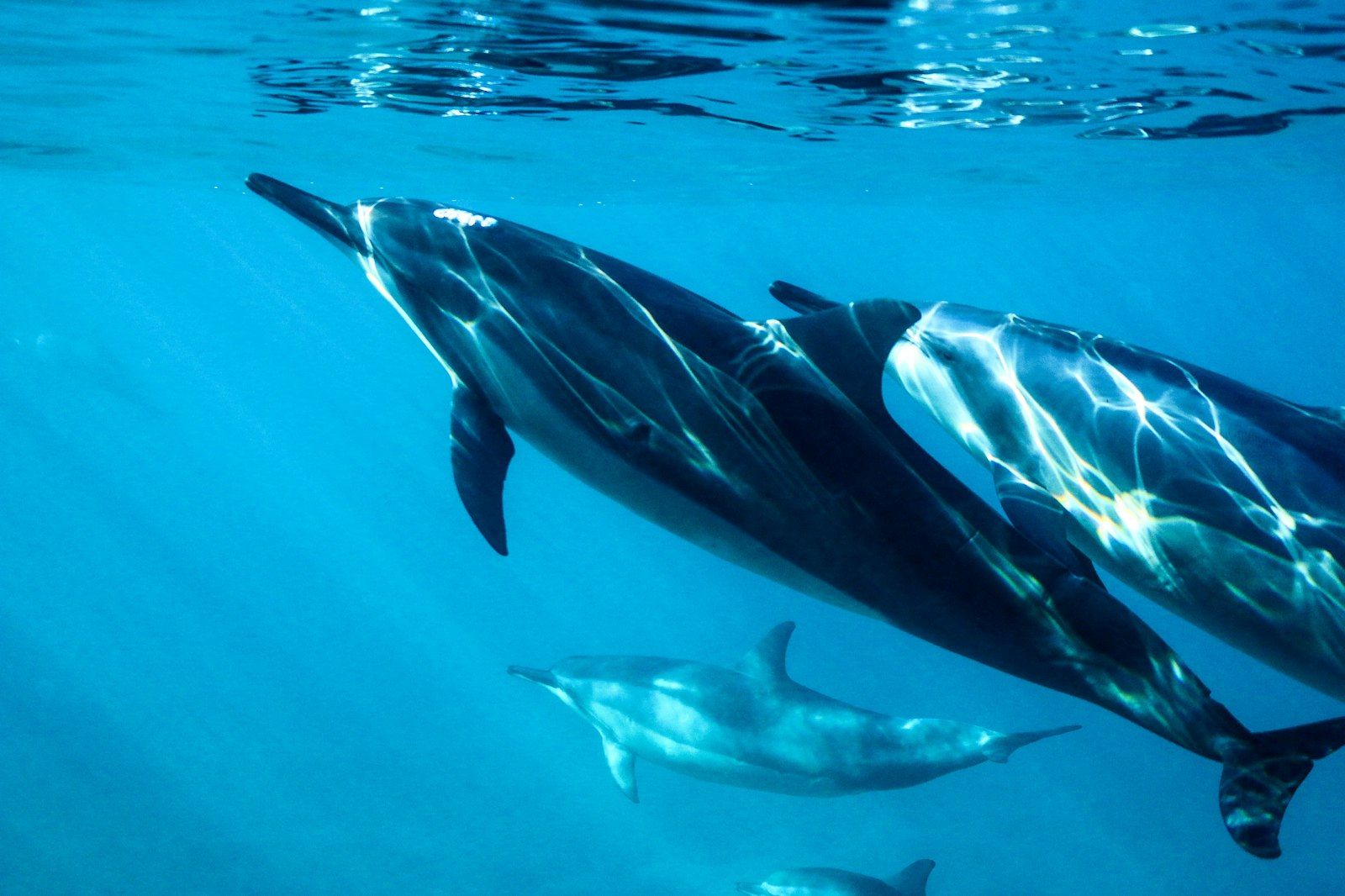dolphin